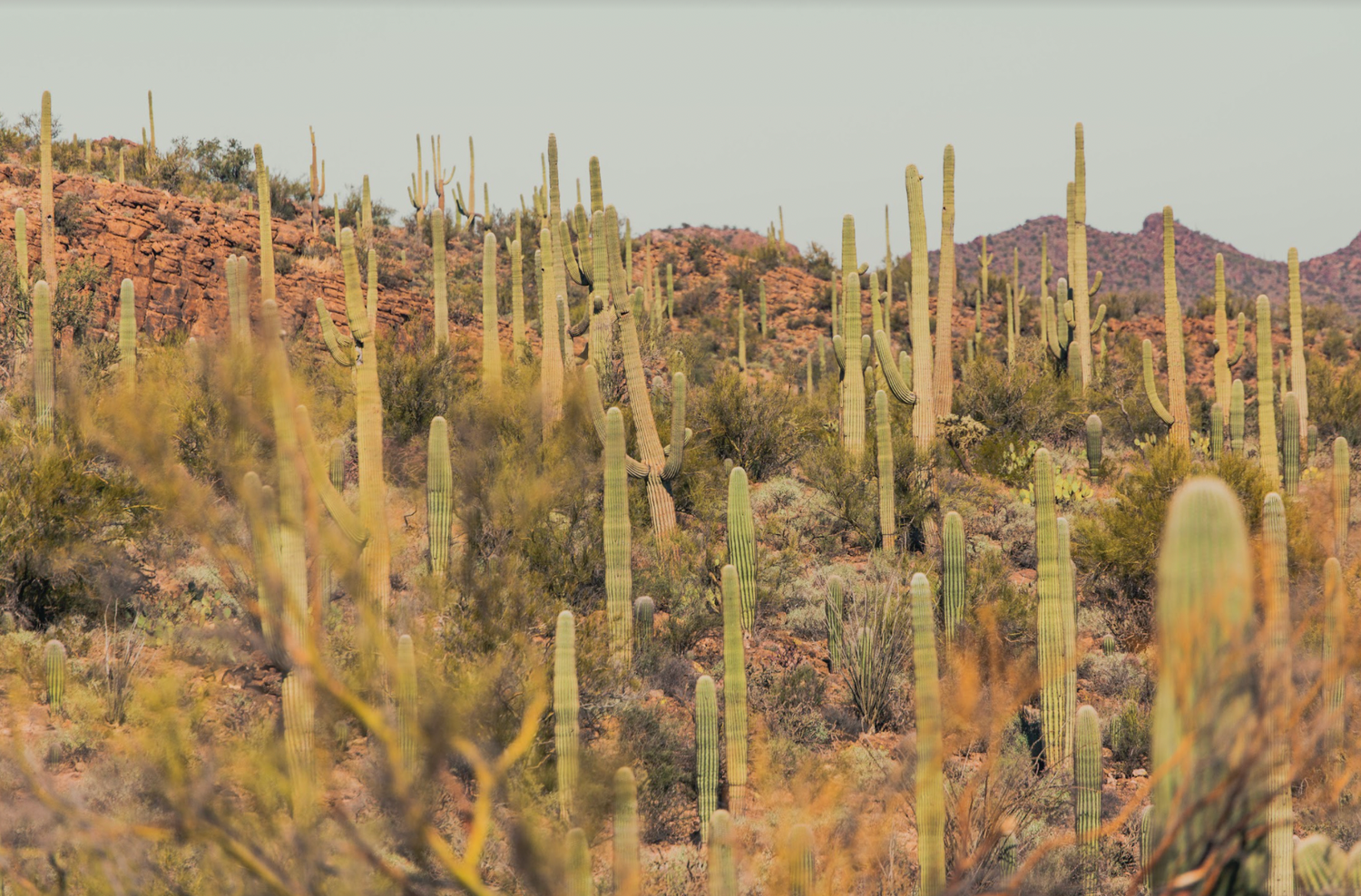 Travel Diary: 24 Hrs in Tucson 