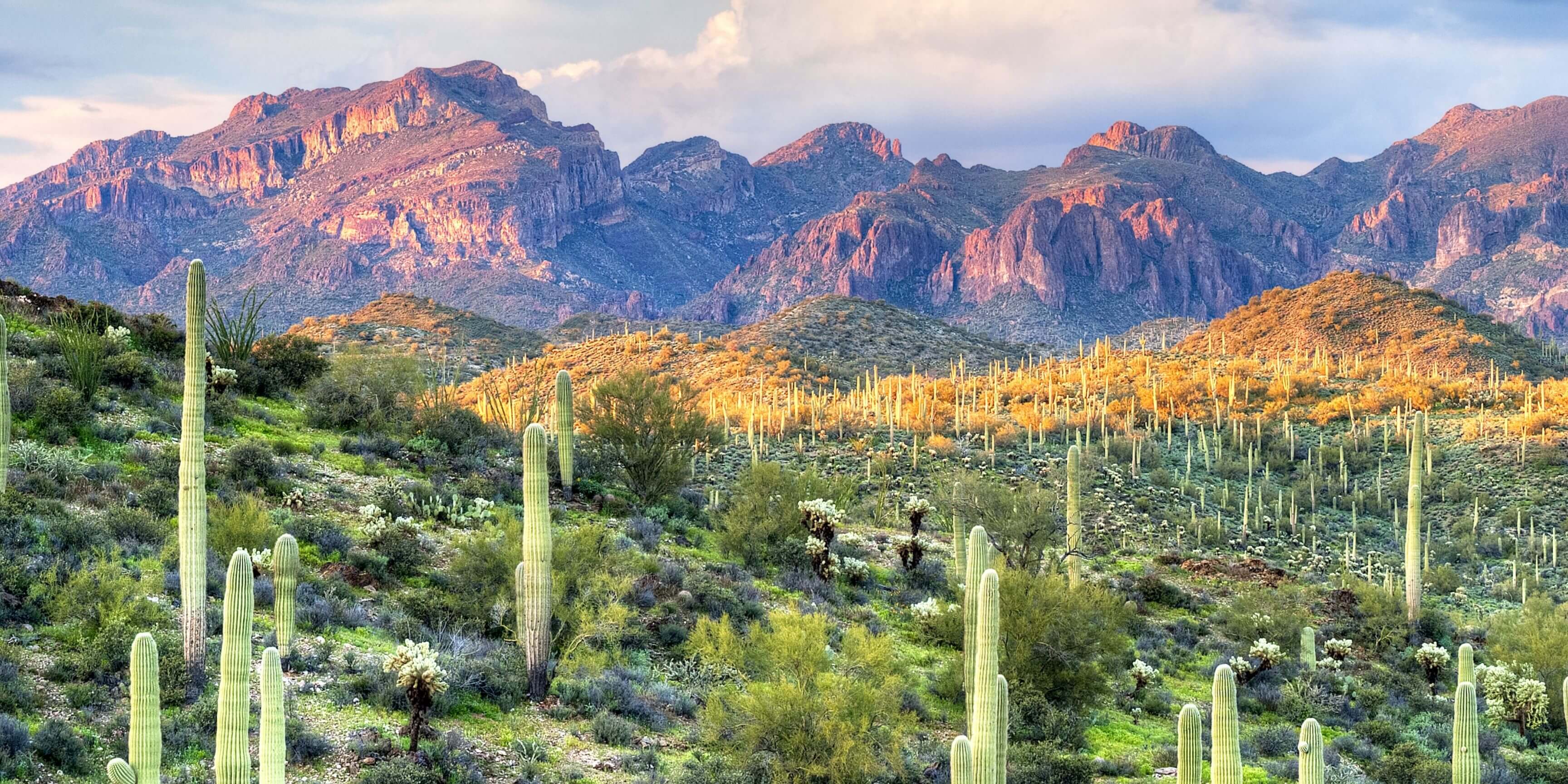 5 Reasons to Love the Sonoran Desert